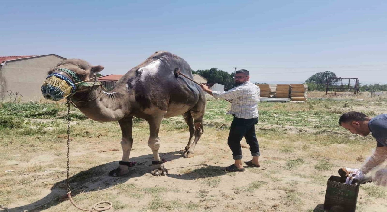 Buldanda şampiyon deveye yaz bakımı