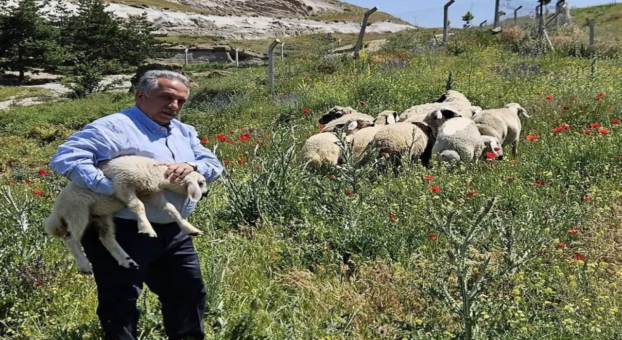 Bulunan küçükbaş hayvanlar Talas Belediyesinde koruma altına alındı
