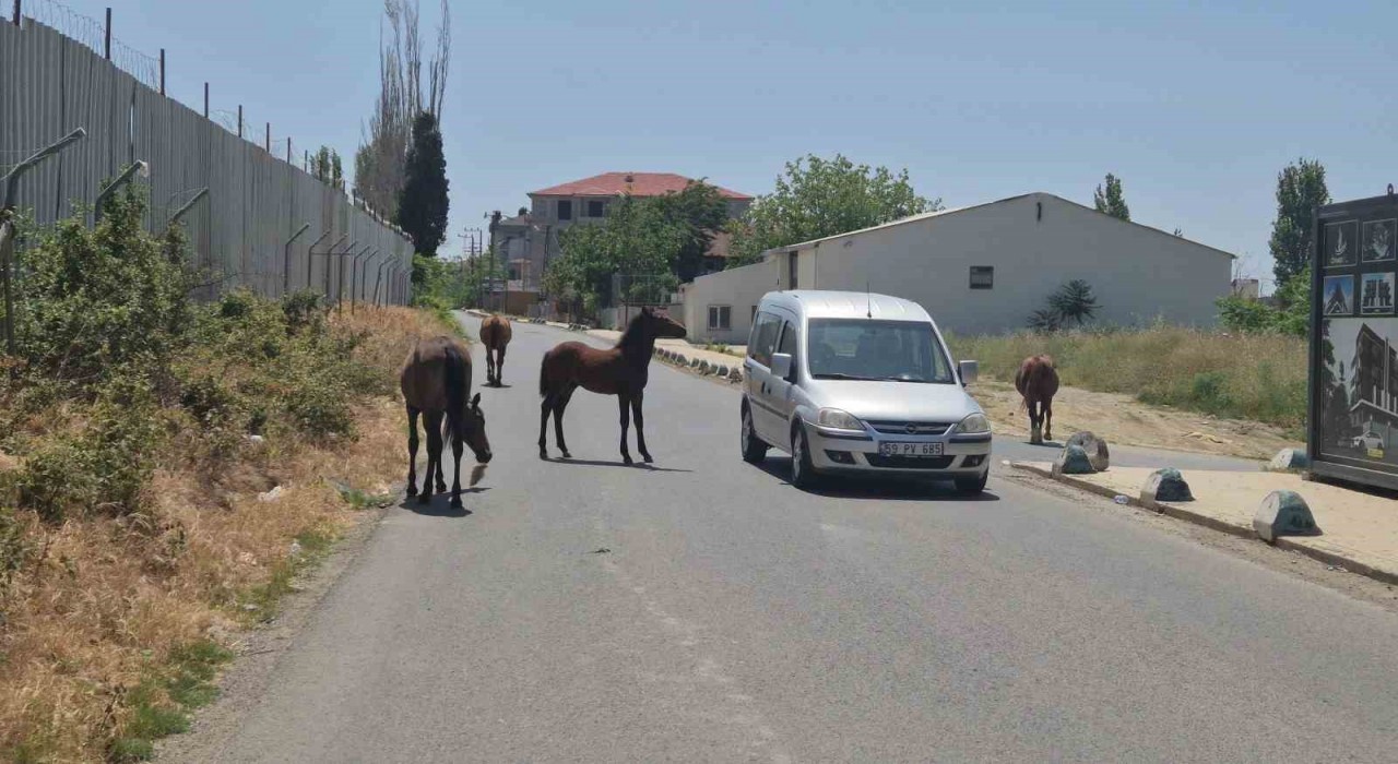 Bunlarda sokak atları: Sürücülere zorluk çıkardılar