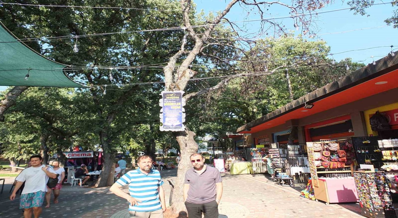 Burhaniye de kuruyan ağaçlar tehlike saçıyor