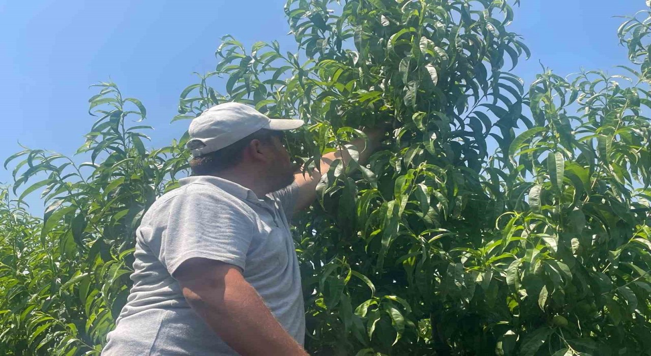 Bursa şeftalisi sezona dalında 50 lirayla başladı