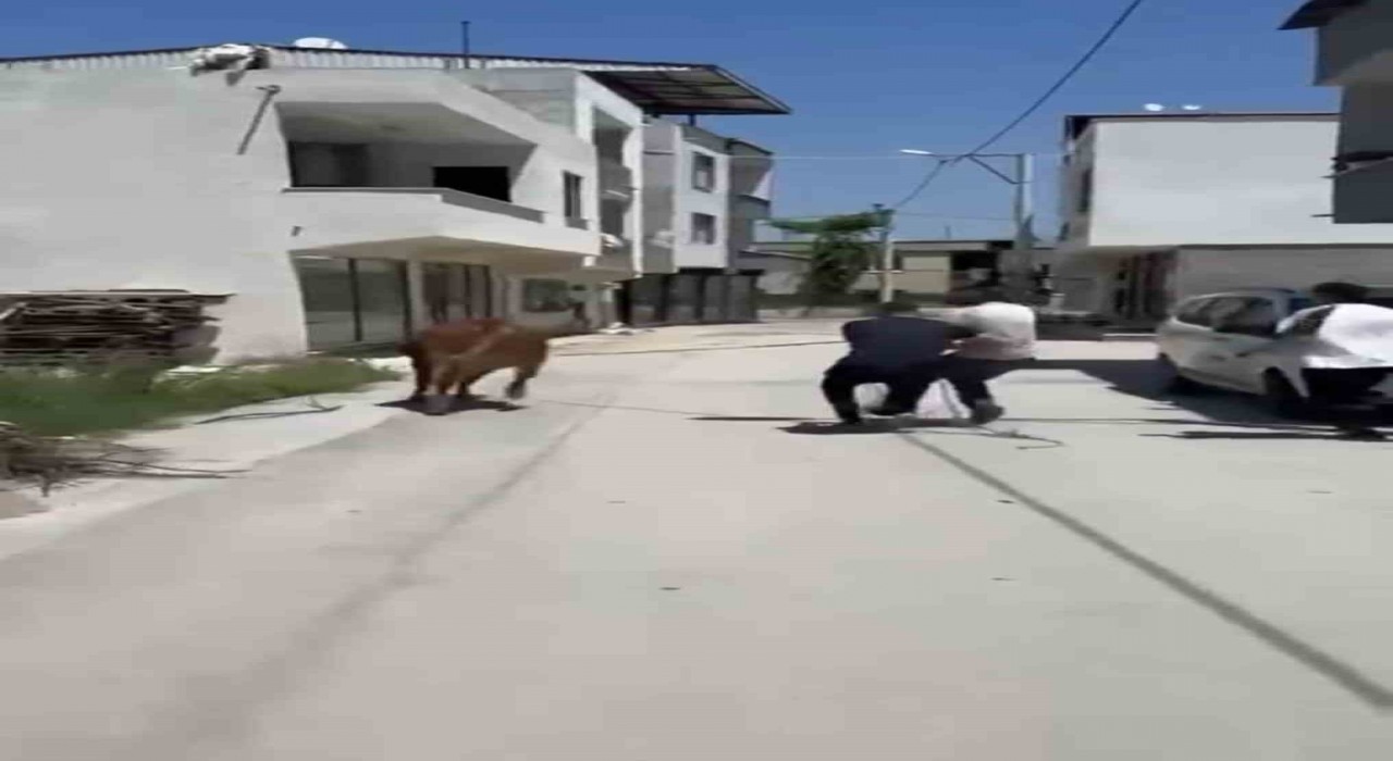 Bursada dana ipi kopardı, şehirde mini maraton başladı