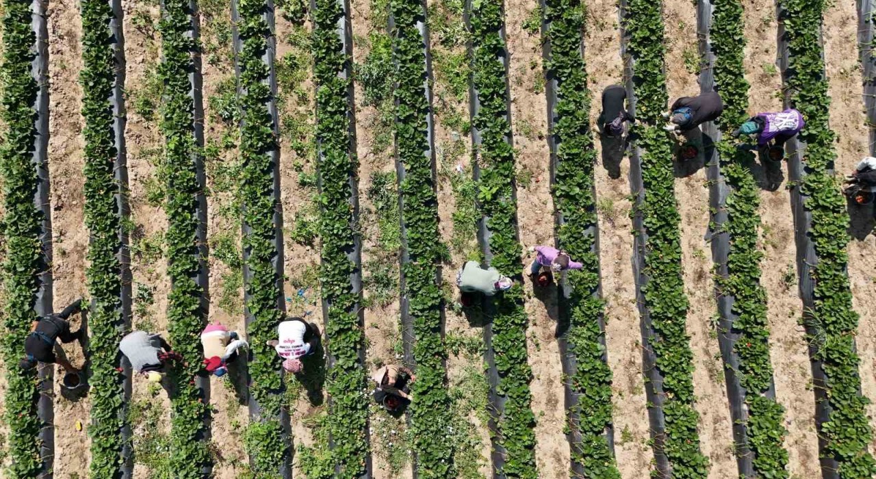 Bursada kırmızı elmas hasadı başladı
