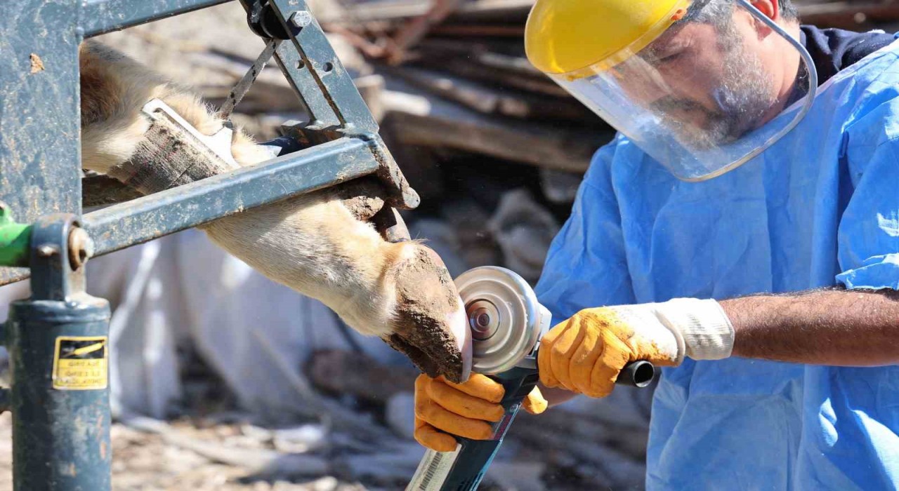 Büyükşehirden tarım ve hayvancılığa can suyu