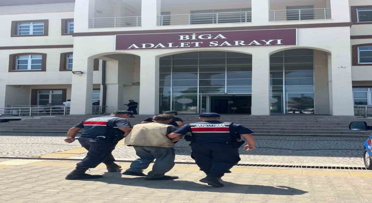 Çanakkalede arazide 77 kök kenevir ele geçirildi: 1 tutuklama
