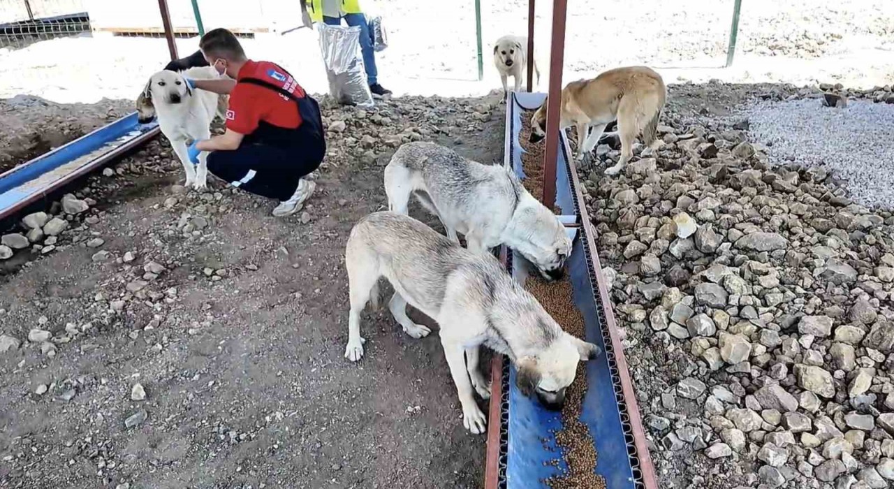 Çanakkalede sahipsiz hayvanlar için bakımevi ve doğal yaşam alanı açıldı