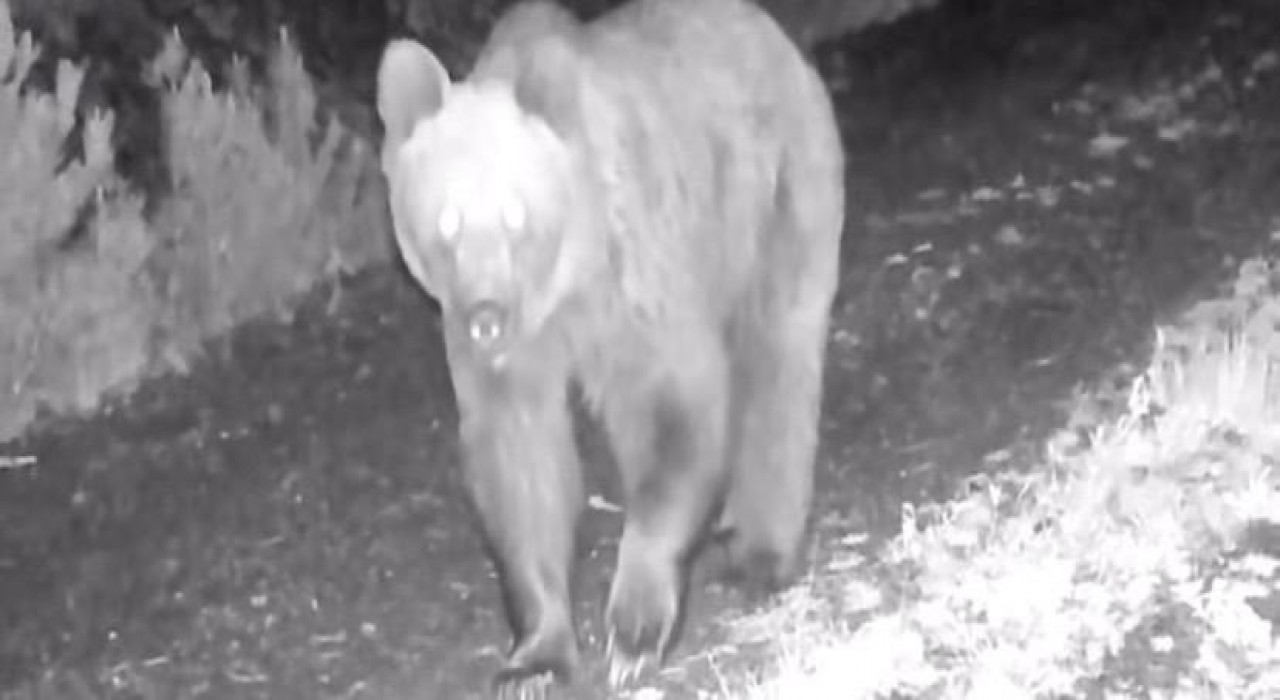 Çankırıda ayı, yaralı kurt ve domuz sürüsü fotokapanda