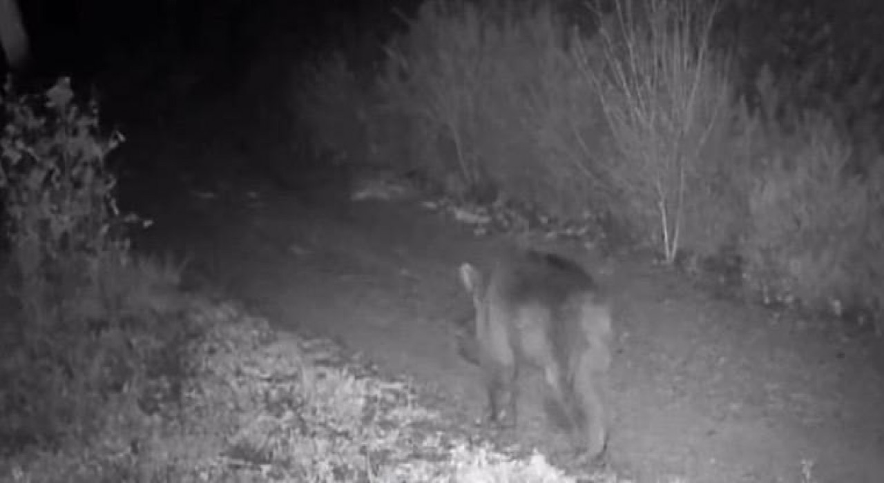 Çankırıda yaban hayatı kamerada