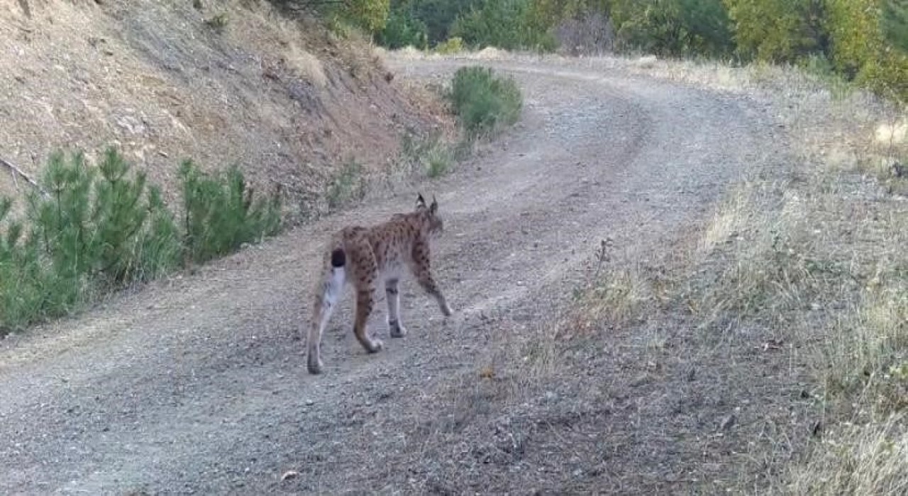 Çankırıda yaban hayatı kamerada