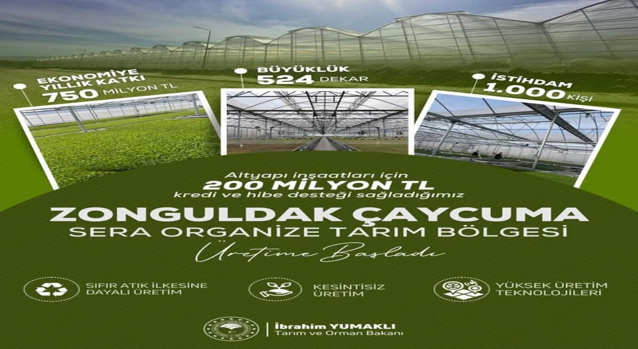 Çaycumada Sera Organize Tarım Bölgesi Üretime Başladı
