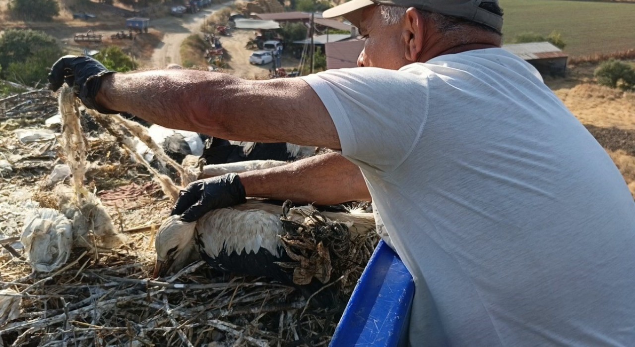 Çevre kirliliği, yaz göçmenlerini tehdit ediyor