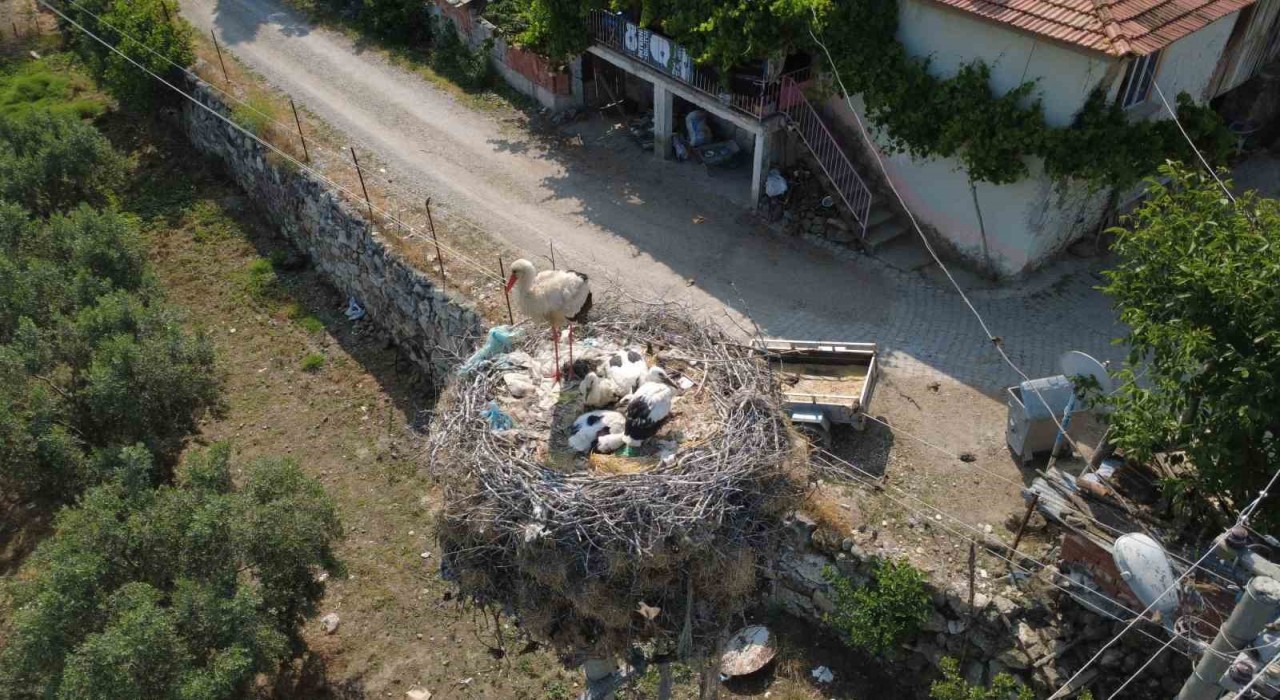 Çeyrek asırlık leylek yuvası mahallenin simgesi oldu