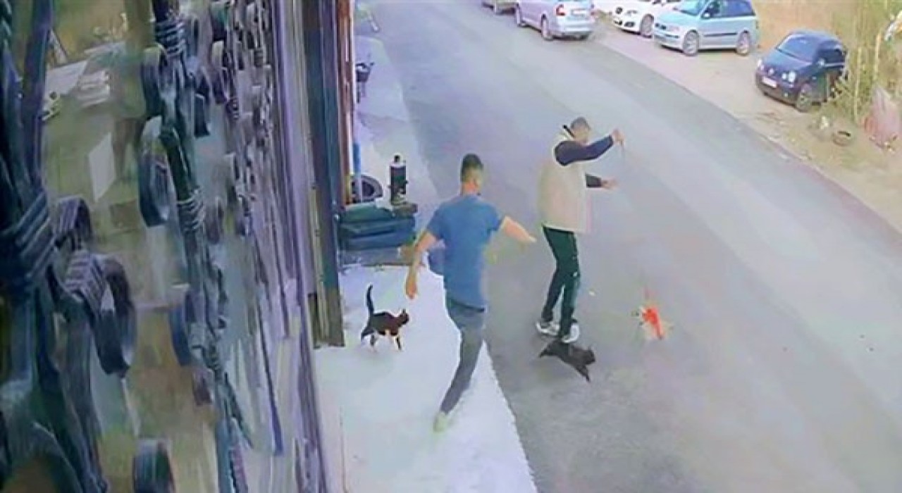 Çılgın kedilerin saldırısı güvenlik kamerasında