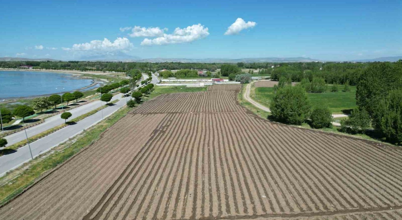 Coğrafi işaretli Erciş lahanasının fide dikimi başladı