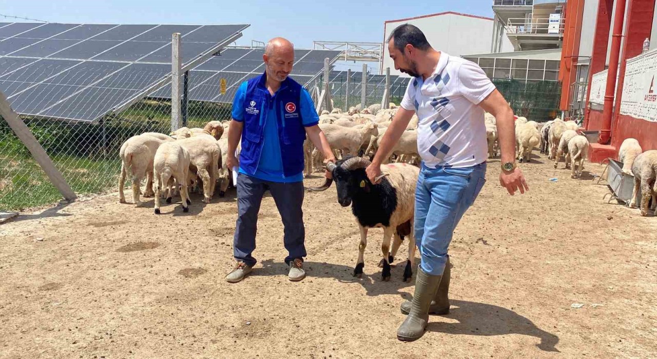 Cumhurbaşkanı Erdoğanın TDVye vekalet verdiği kurban Konyada kesildi