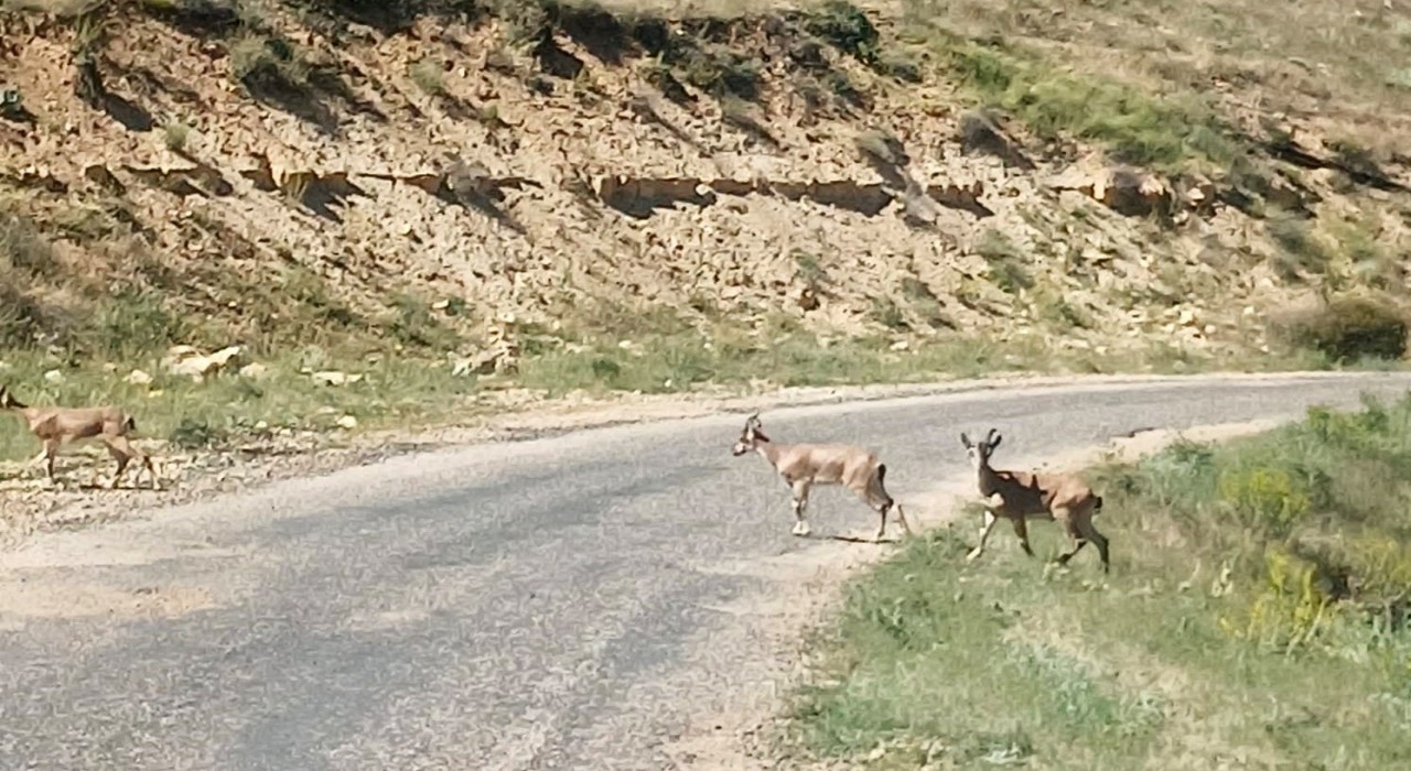 Dağ keçilerini görüntüledi, Ne kadar güzelsiniz diyerek paylaştı