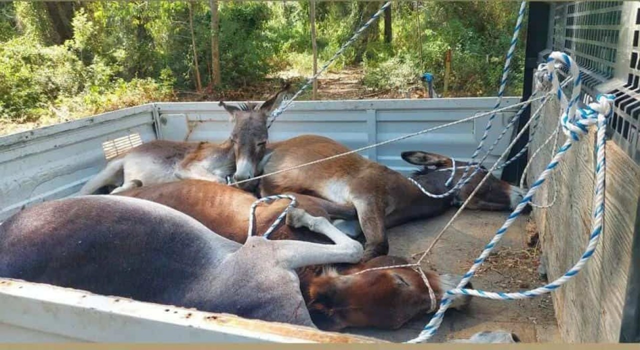 Datça Belediyesinden eşeklere eziyet iddiası