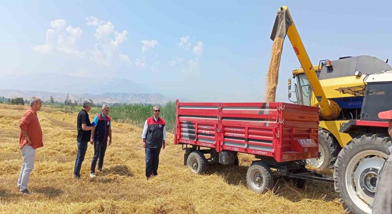 Denizlide buğday hasadı başladı