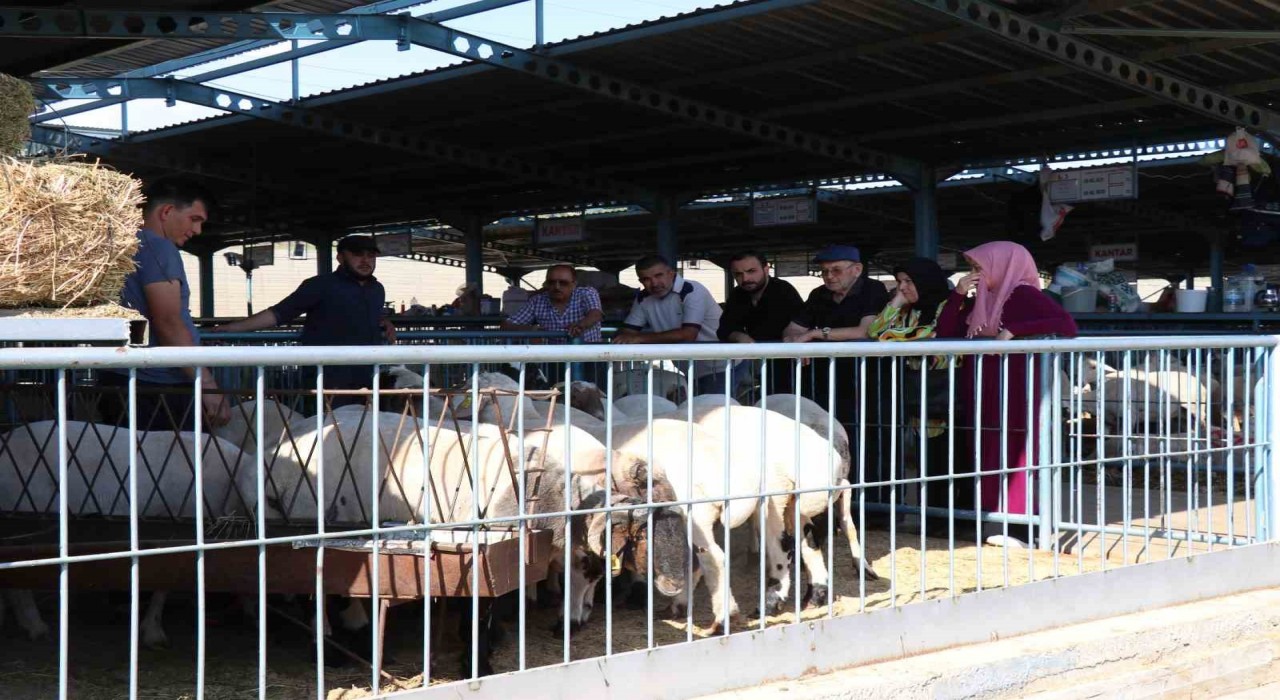 Denizlide kurbanlıklar alıcılarını bekliyor