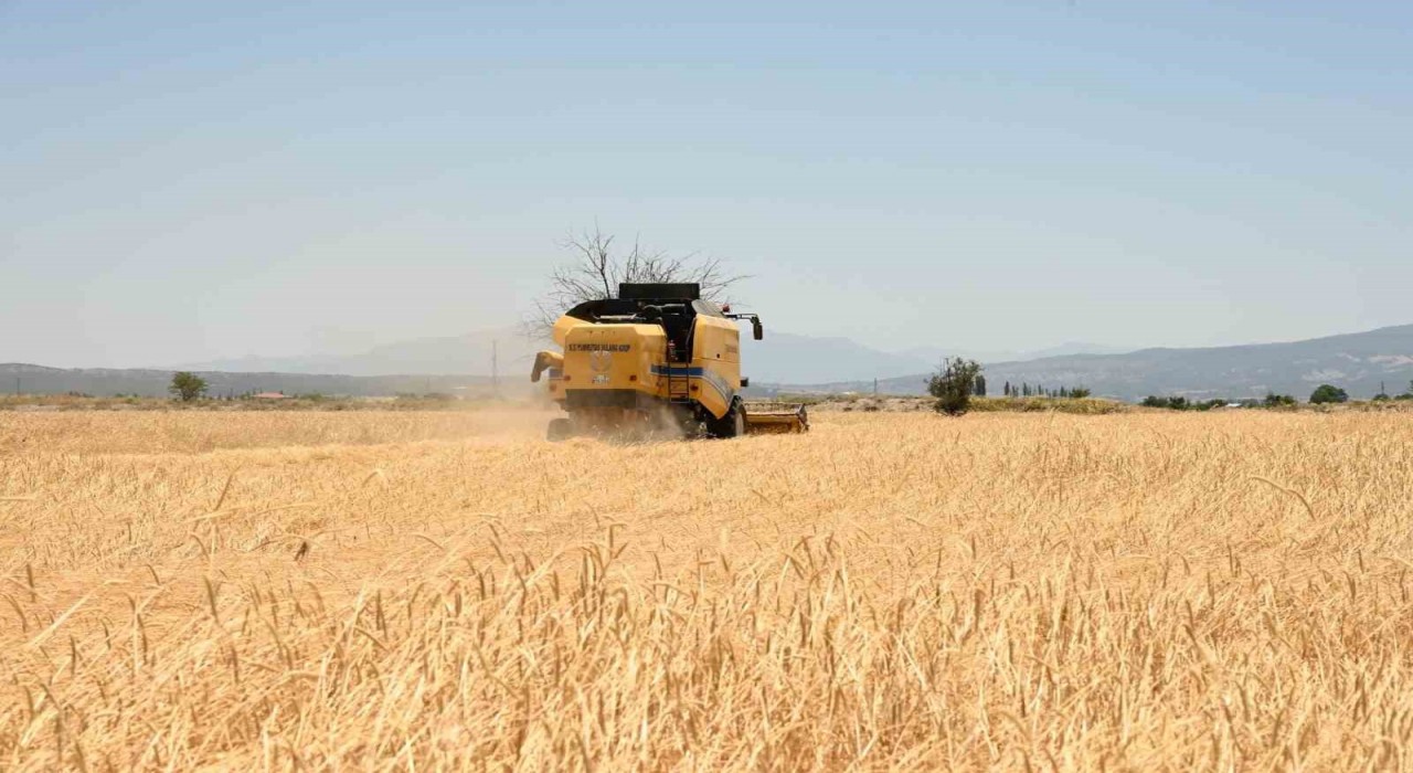 Denizlinin hububat deposu Acıpayamda arpa hasadı başladı