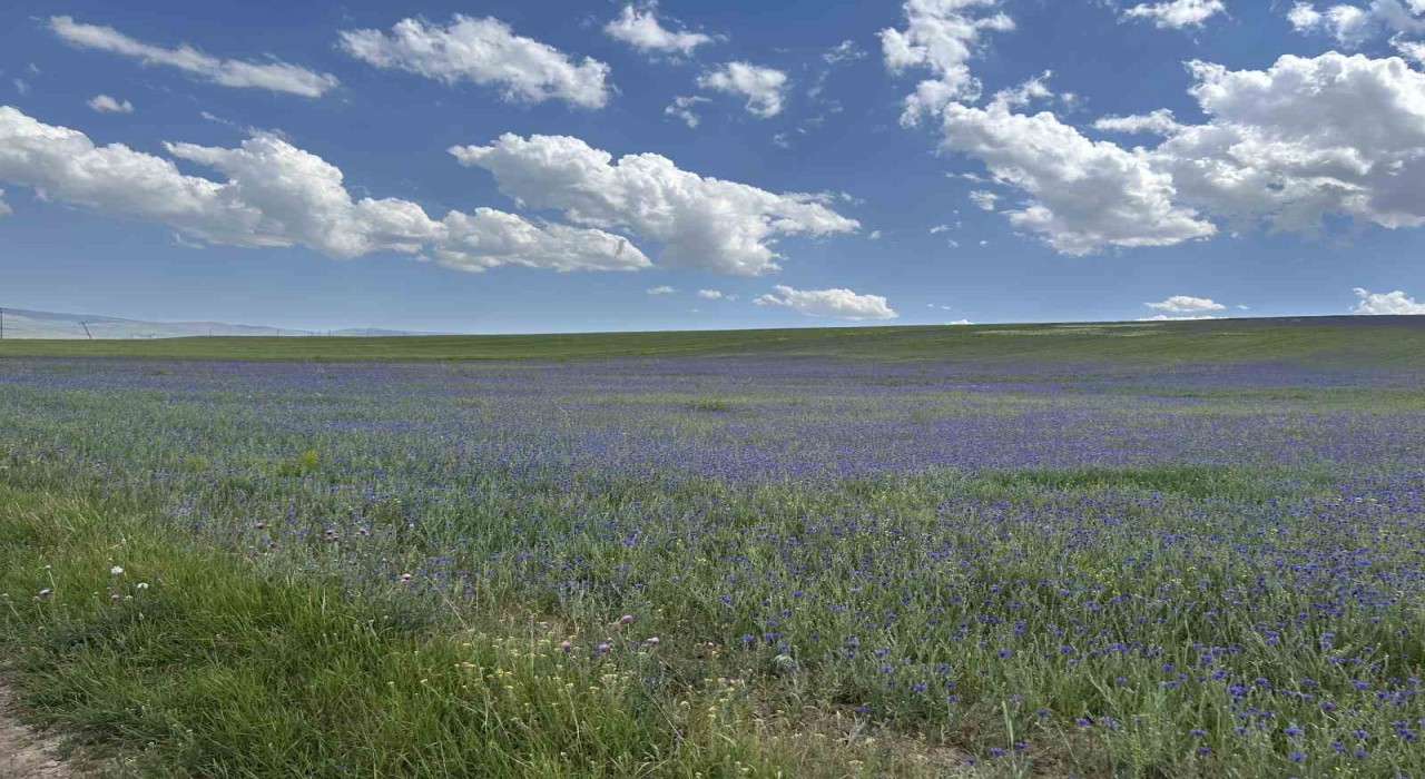 Diyadinin zirveleri mor ve maviye büründü