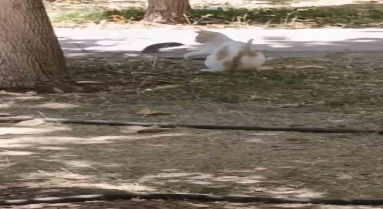 Diyarbakırda ezber bozan görüntü: Fare yavru kediye saldırdı