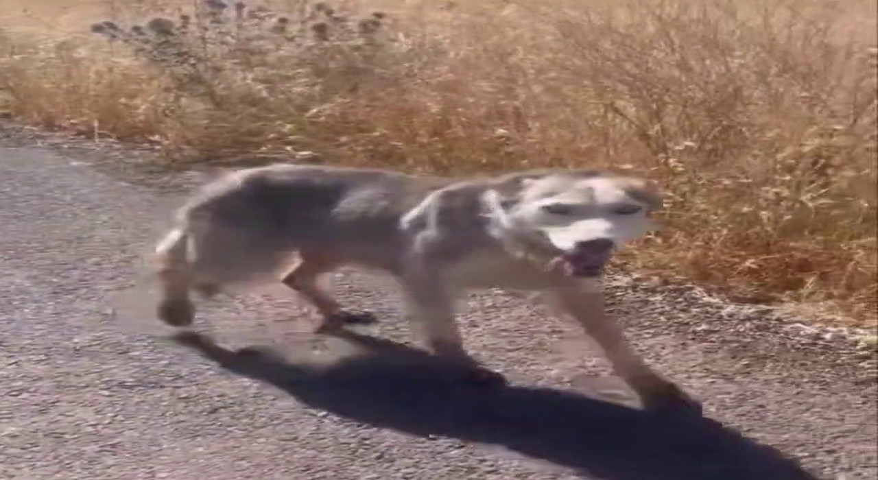 Diyarbakırda melez kurdu evcil köpek çağırır gibi çağırdılar