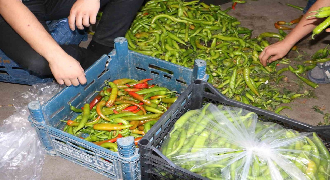 Diyarbakırda sıcak hava sebze ve meyveleri etkiledi