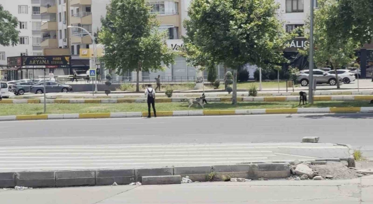 Diyarbakırda sürü halinde gezen köpekler vatandaşları korkuttu