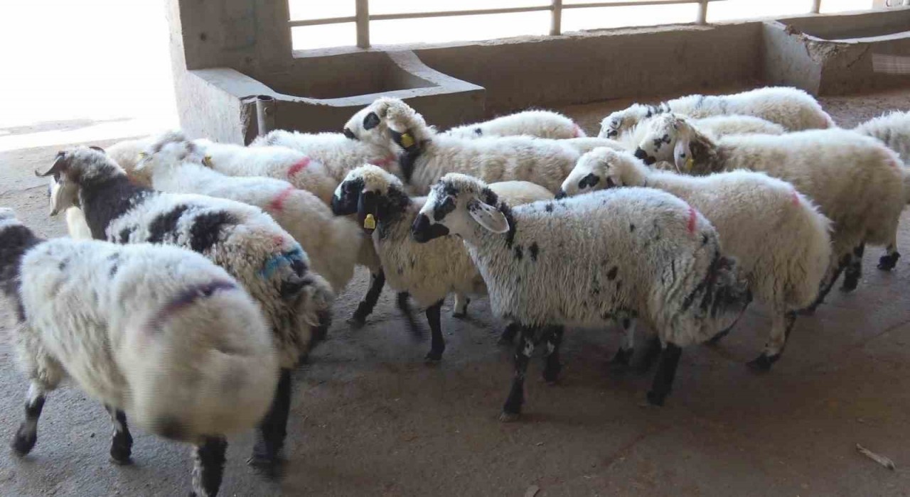 Diyarbakırlı kasaptan Kasaplık Belgesi olmayan bıçağı alıp çıkmasın uyarısı