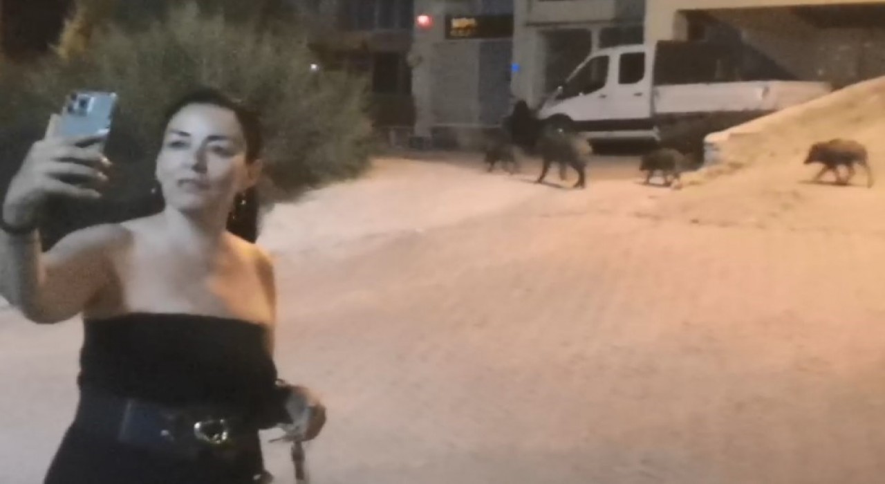 Domuzlarla selfie modası