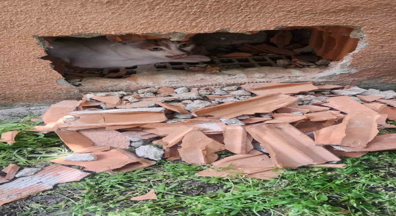 Duvarın içinde mahur kalan kedi itfaiye ekipleri tarafından kurtarıldı