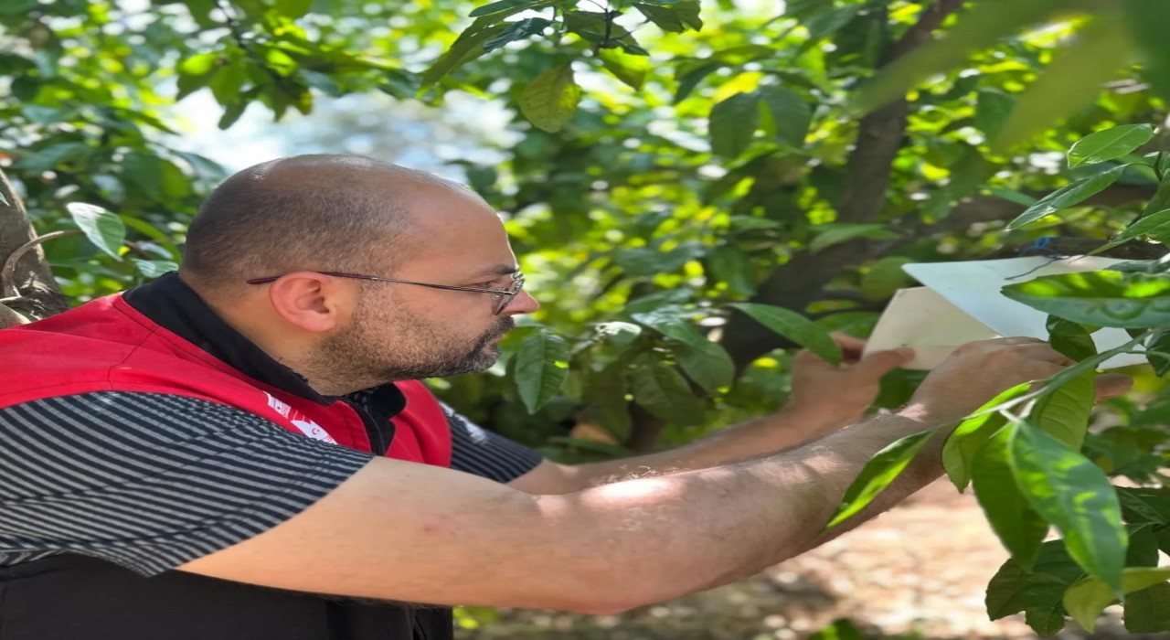 Edremitte Akdeniz meyve sineği takibi sürüyor