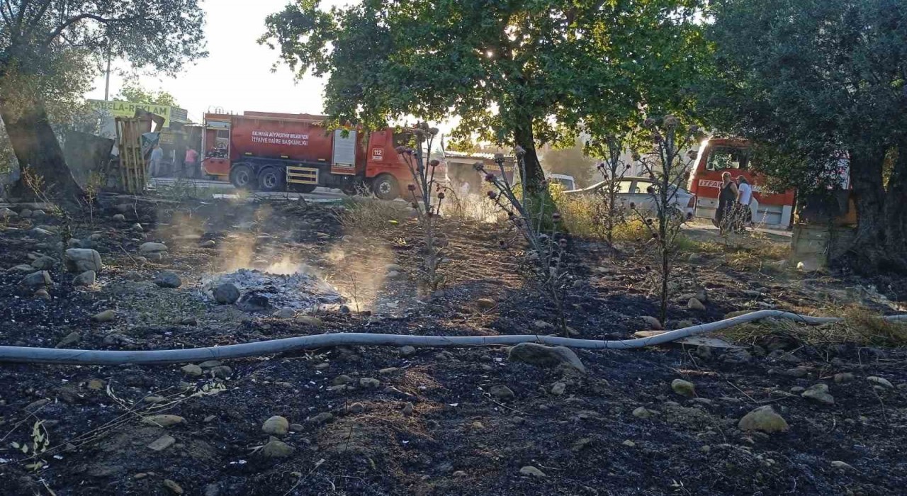 Edremitte yangında 123 zeytin ağacı alev alev yandı