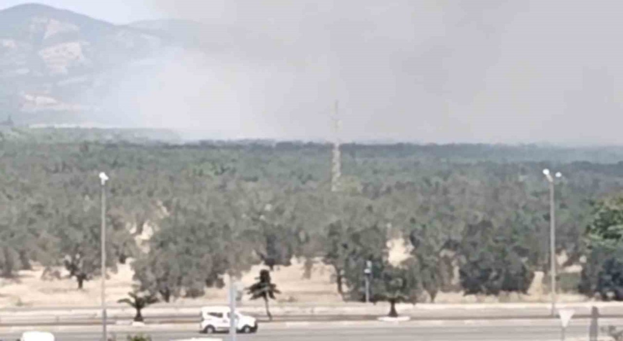 Edremitte zeytinlik alanda yangın başladı