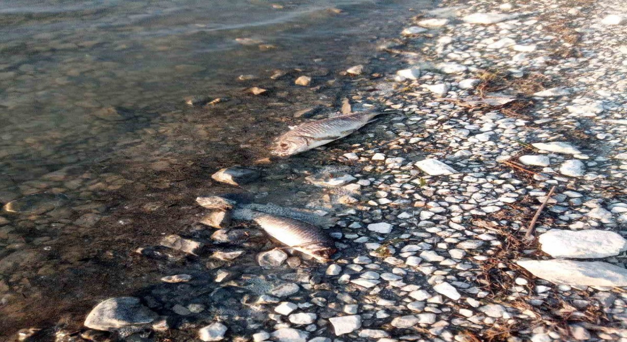 Eğirdir Gölünde yüzlerce sazan balığı ölü bulundu