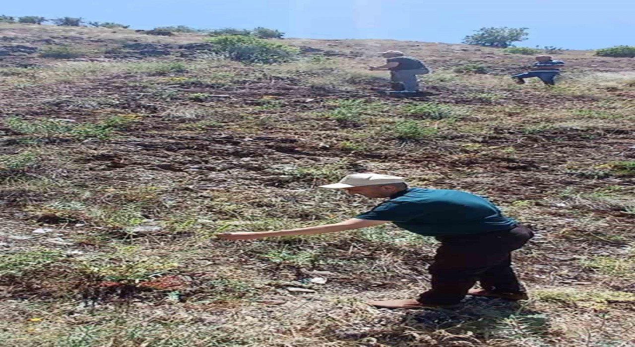 Elazığda ada çayı izleme çalışması yapıldı