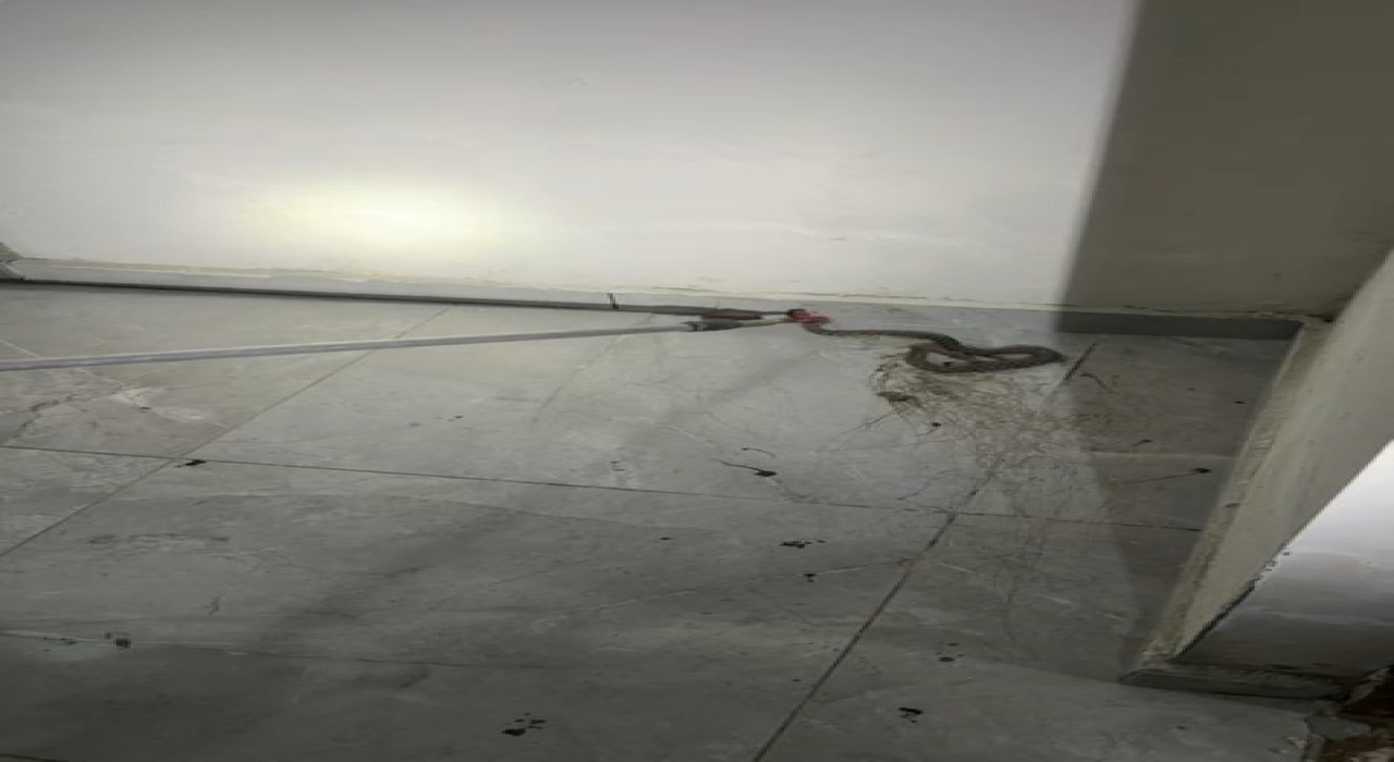 Elazığda apartmanda görülen yılan paniğe neden oldu