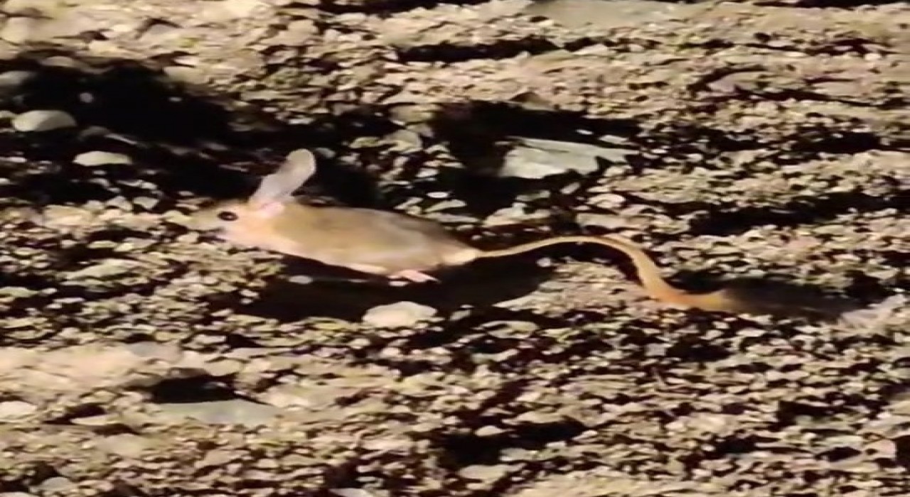 Elazığda Arap tavşanı görüntülendi