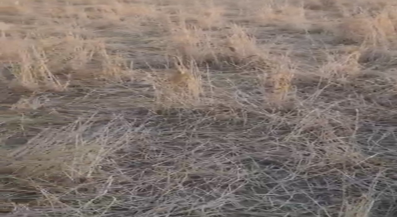 Elazığda araziler yaban domuzlarının istilasına uğradı