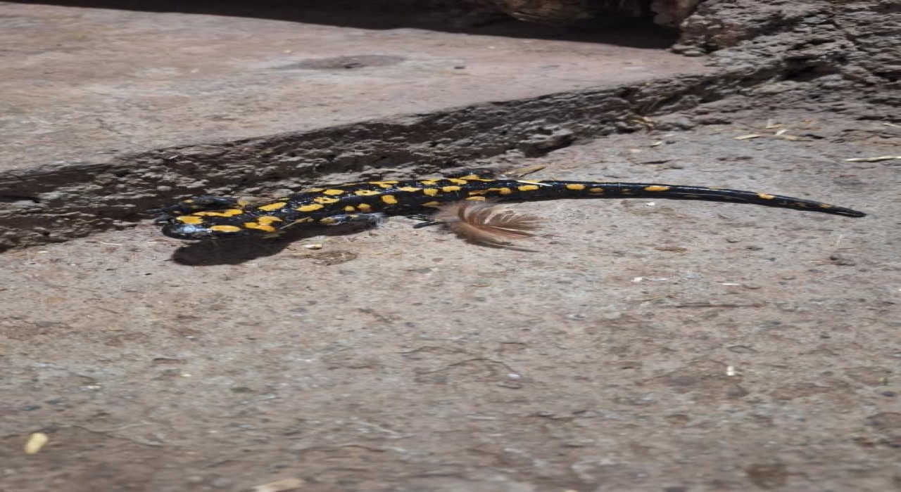 Elazığda benekli semender görüldü