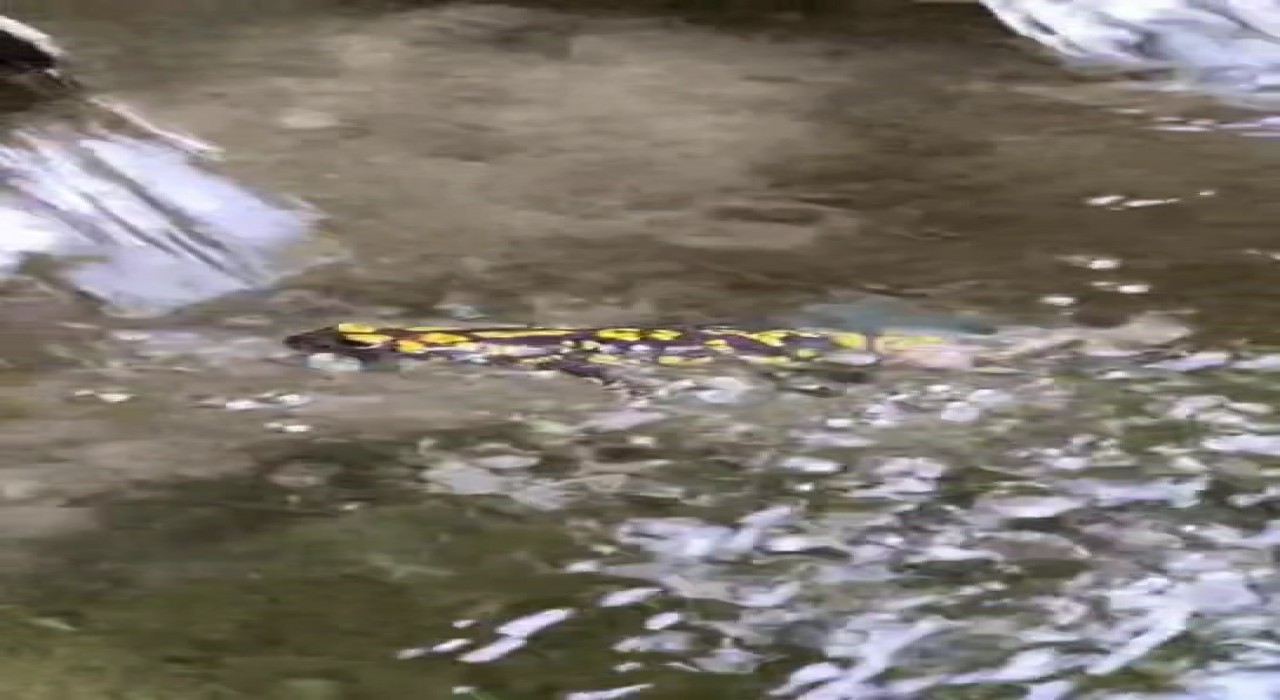 Elazığda benekli semender görüntülendi