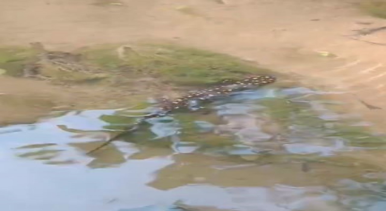 Elazığda benekli semender görüntülendi