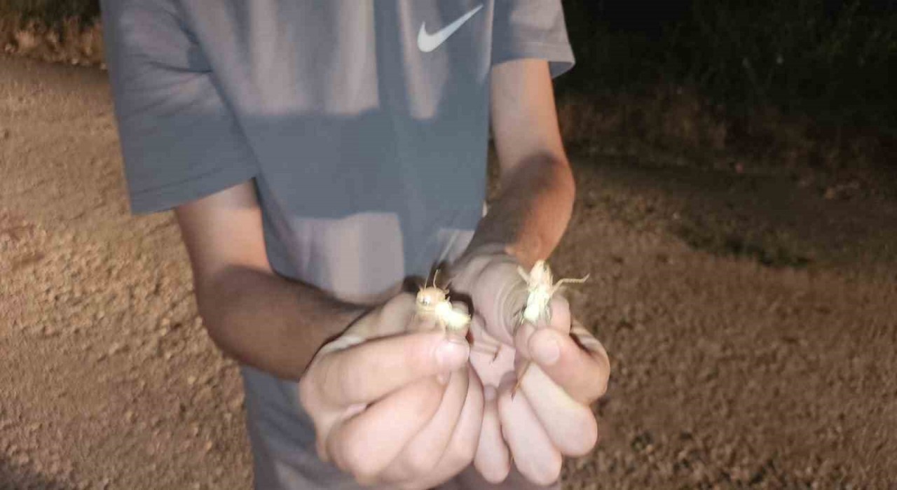 Elazığda çekirge istilası: Yüzlercesi yolu kapattı