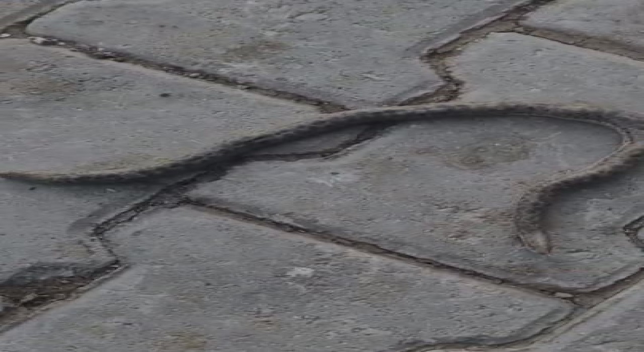 Elazığda çift başlı yılan tedirgin etti