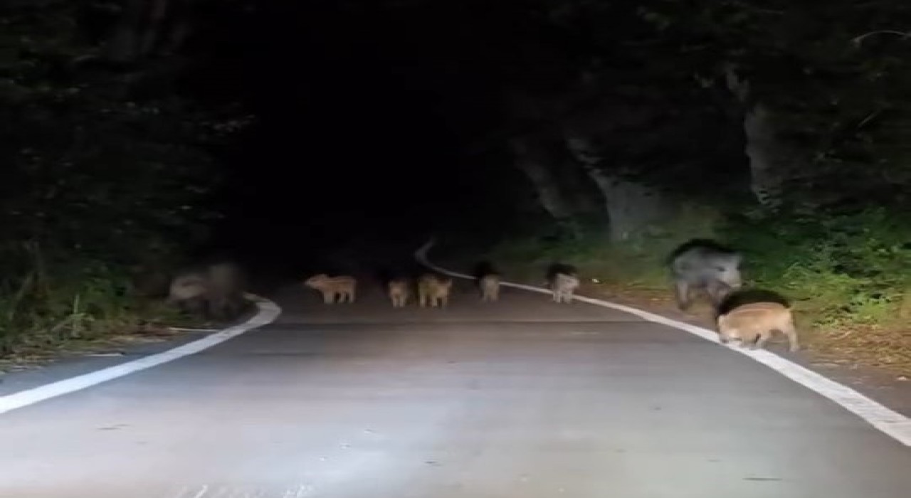 Elazığda domuz sürüsü yola indi