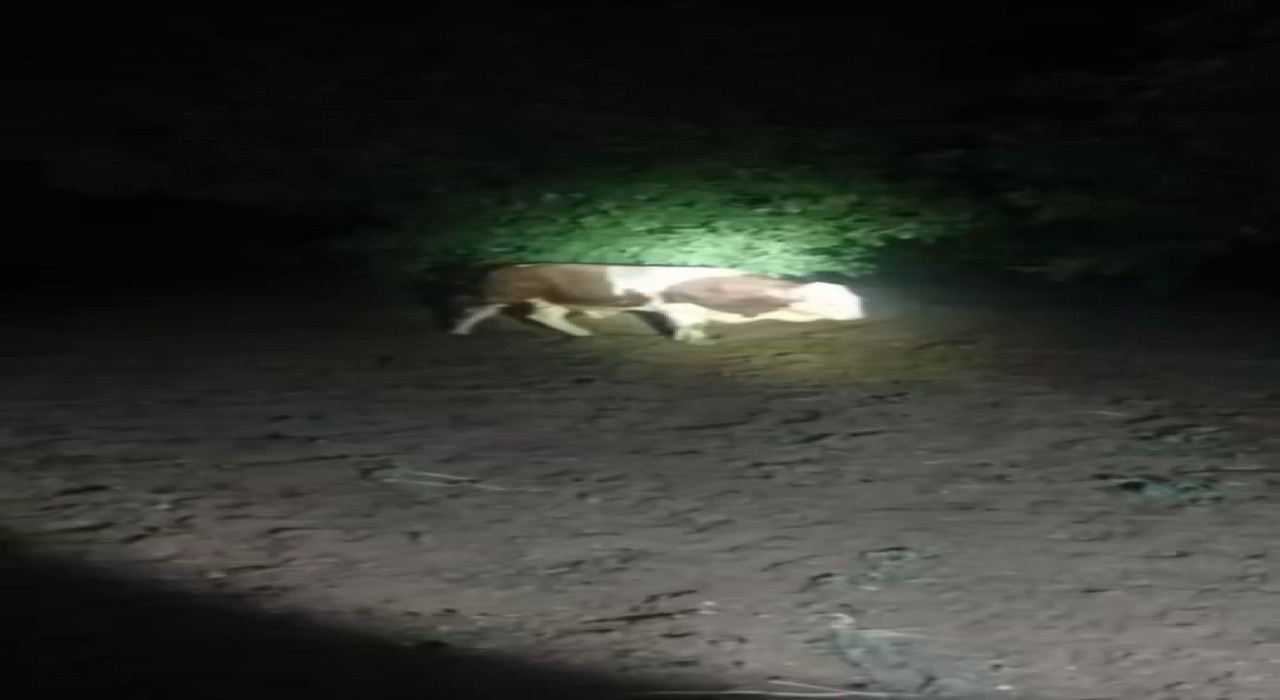 Elazığda kaçan boğayı belediye ekipleri yakaladı