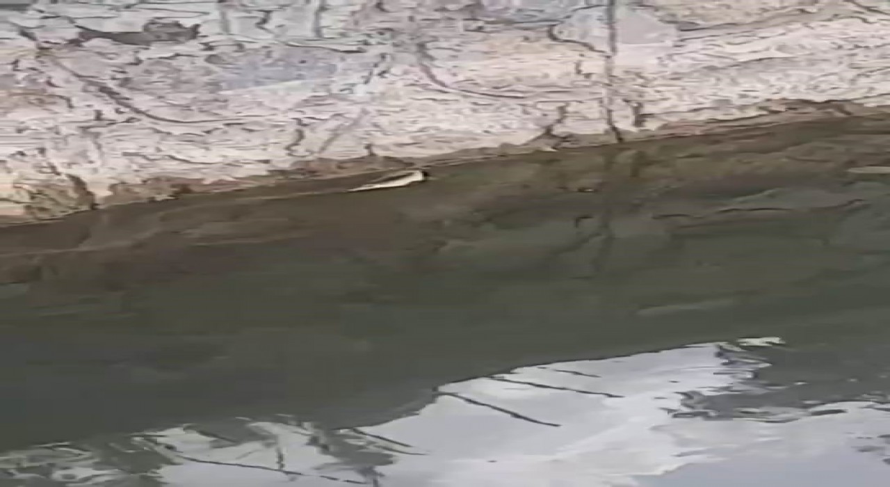 Elazığda yılanın balık avı kamerada