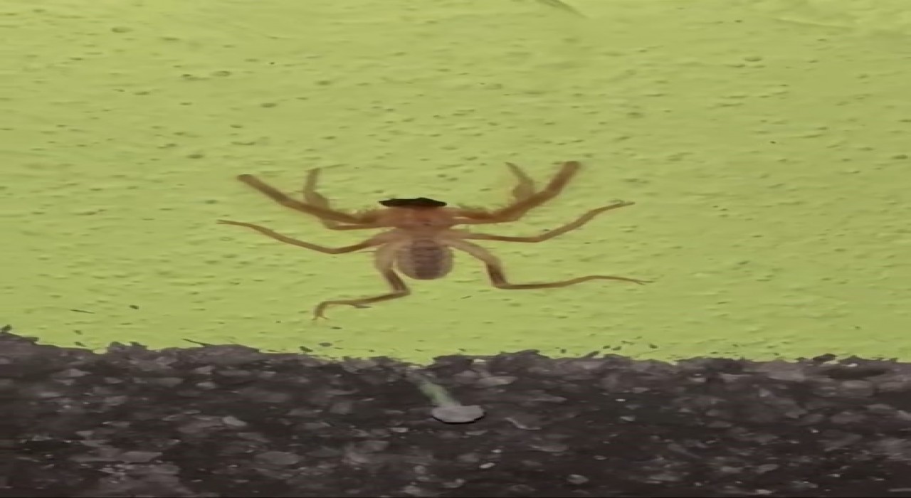 Elazığda zehirli etçil sarı kız örümceği görüntülendi