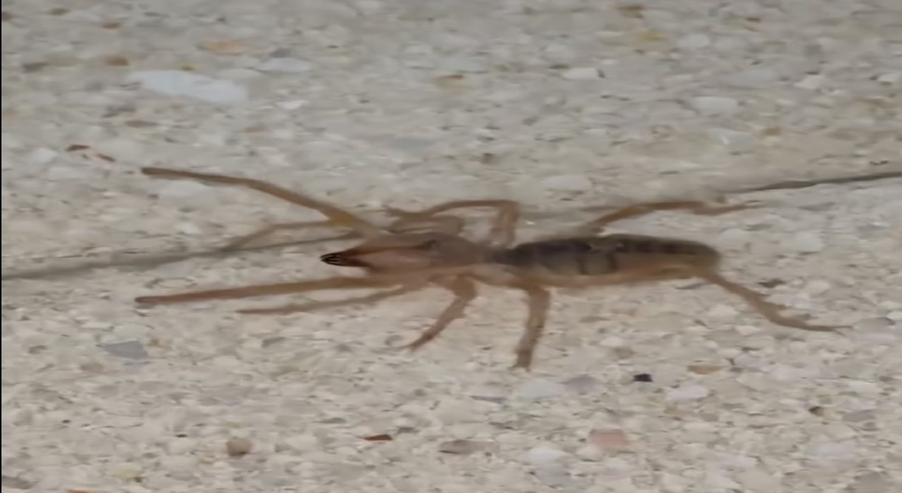 Elazığda zehirli etçil sarı kız örümceği görüntülendi